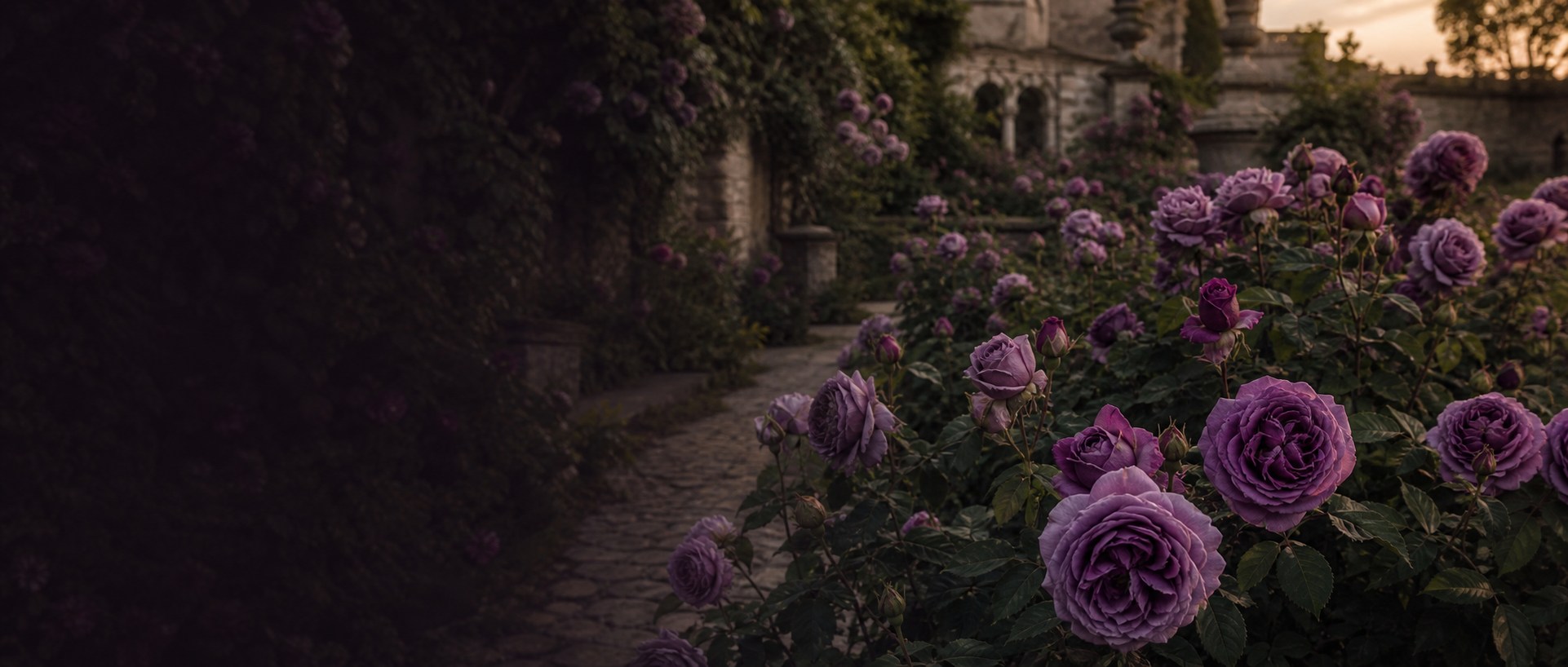 Purple roses in an old-world garden at warm evening light
