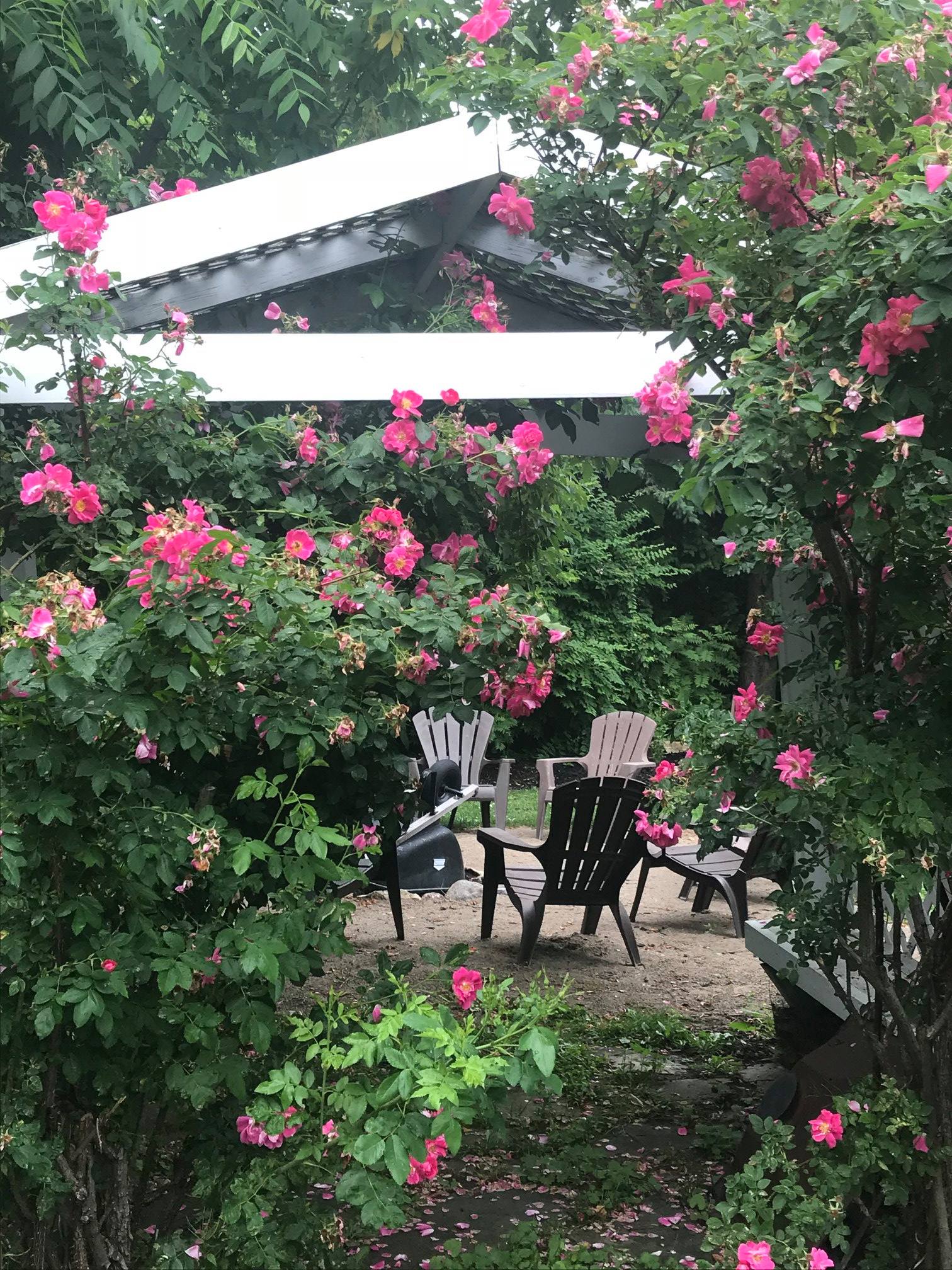 Rose Garden