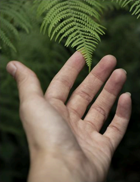 Hand touching a leaf
