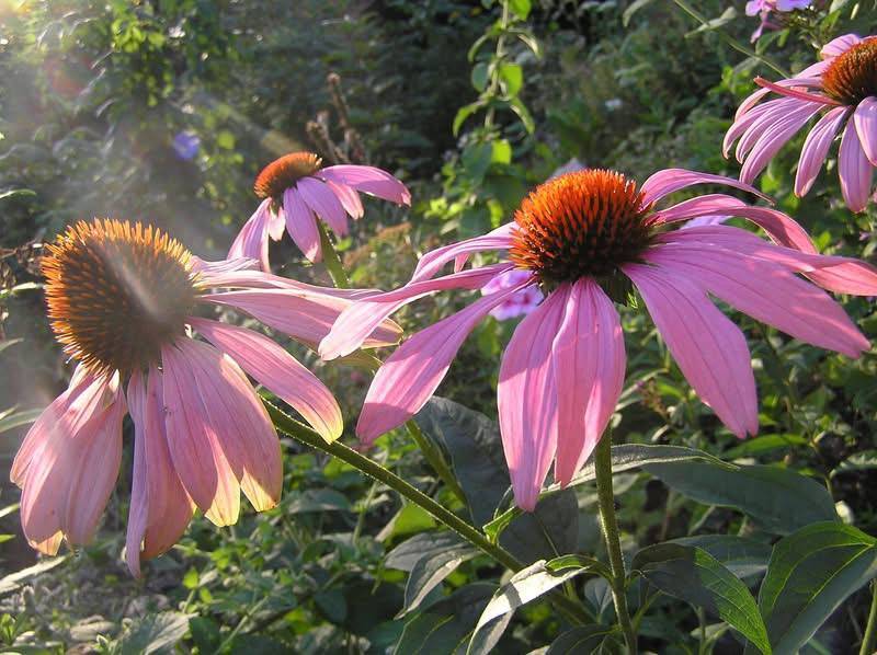 Blühender Sonnenhut im Kräutergarten