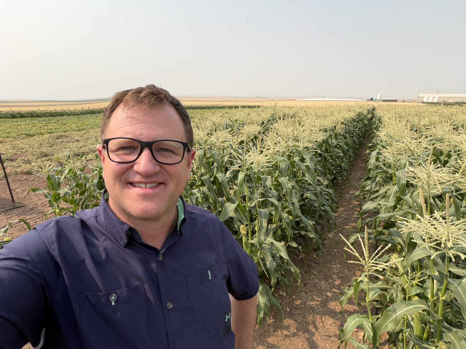 Rows of corn with tassels above the crop canopy.