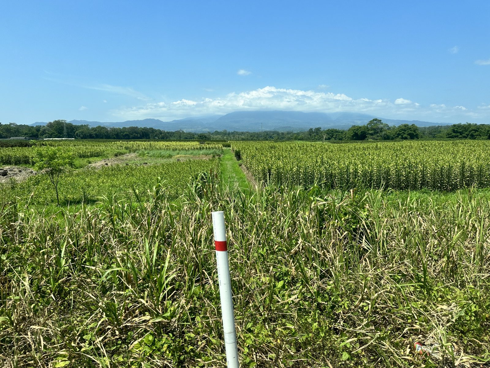 Cultivated rows framed by a tropical mountain landscape.