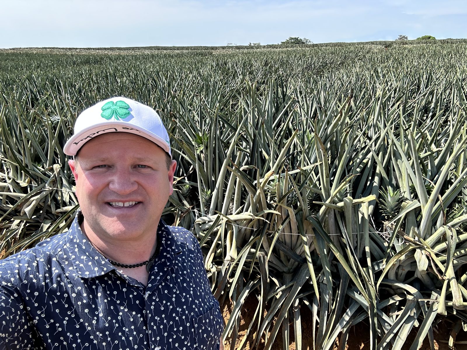 A visit to a pineapple field, with rows of spiked leaves stretching into the distance.
