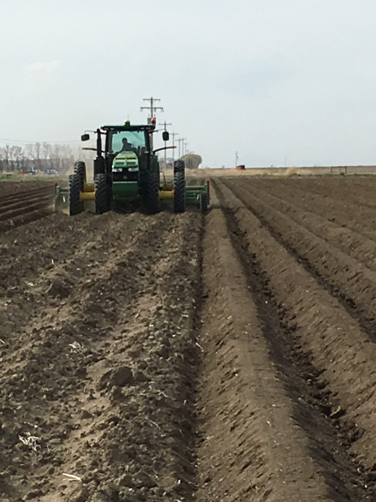 A tractor forming long raised rows in cultivated soil.
