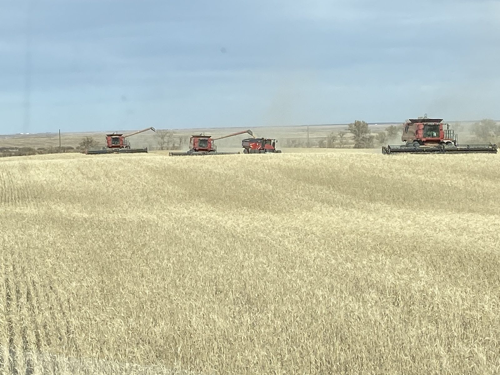Red Case IH combines during grain harvest.