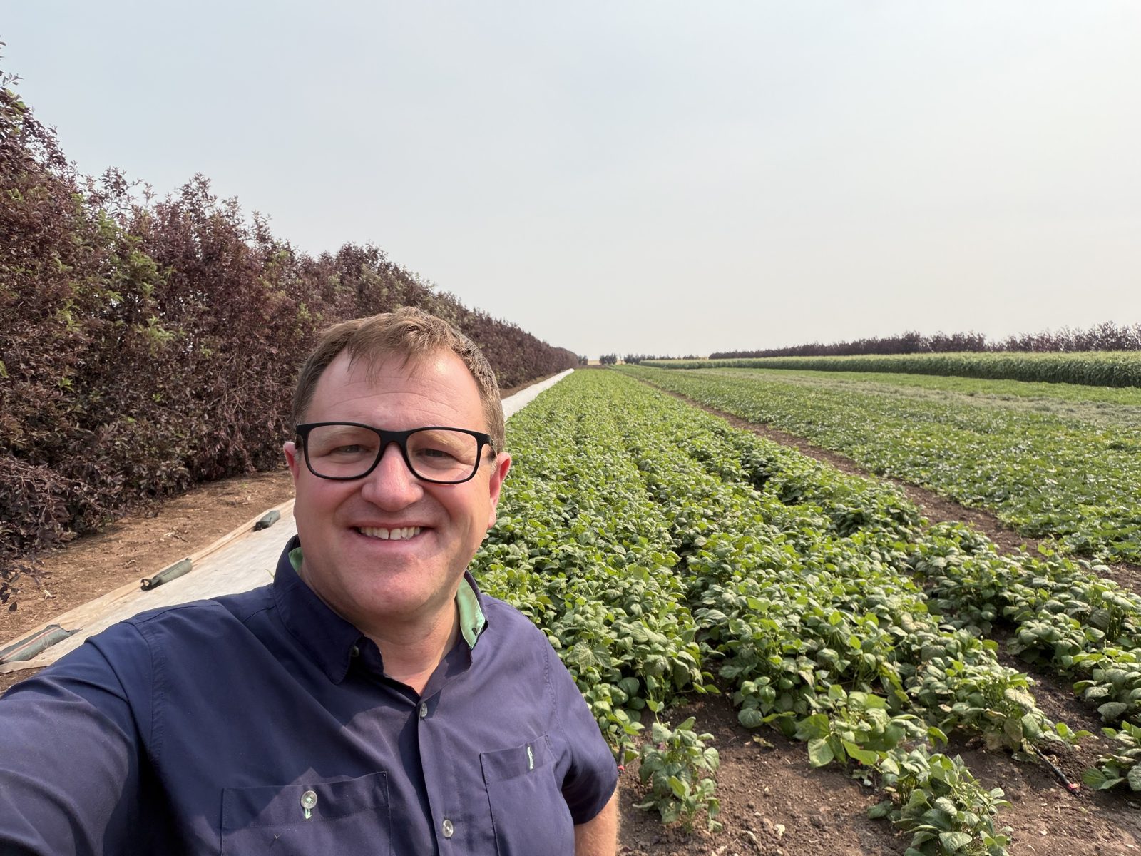 A closer look at broadleaf crops growing in field rows.