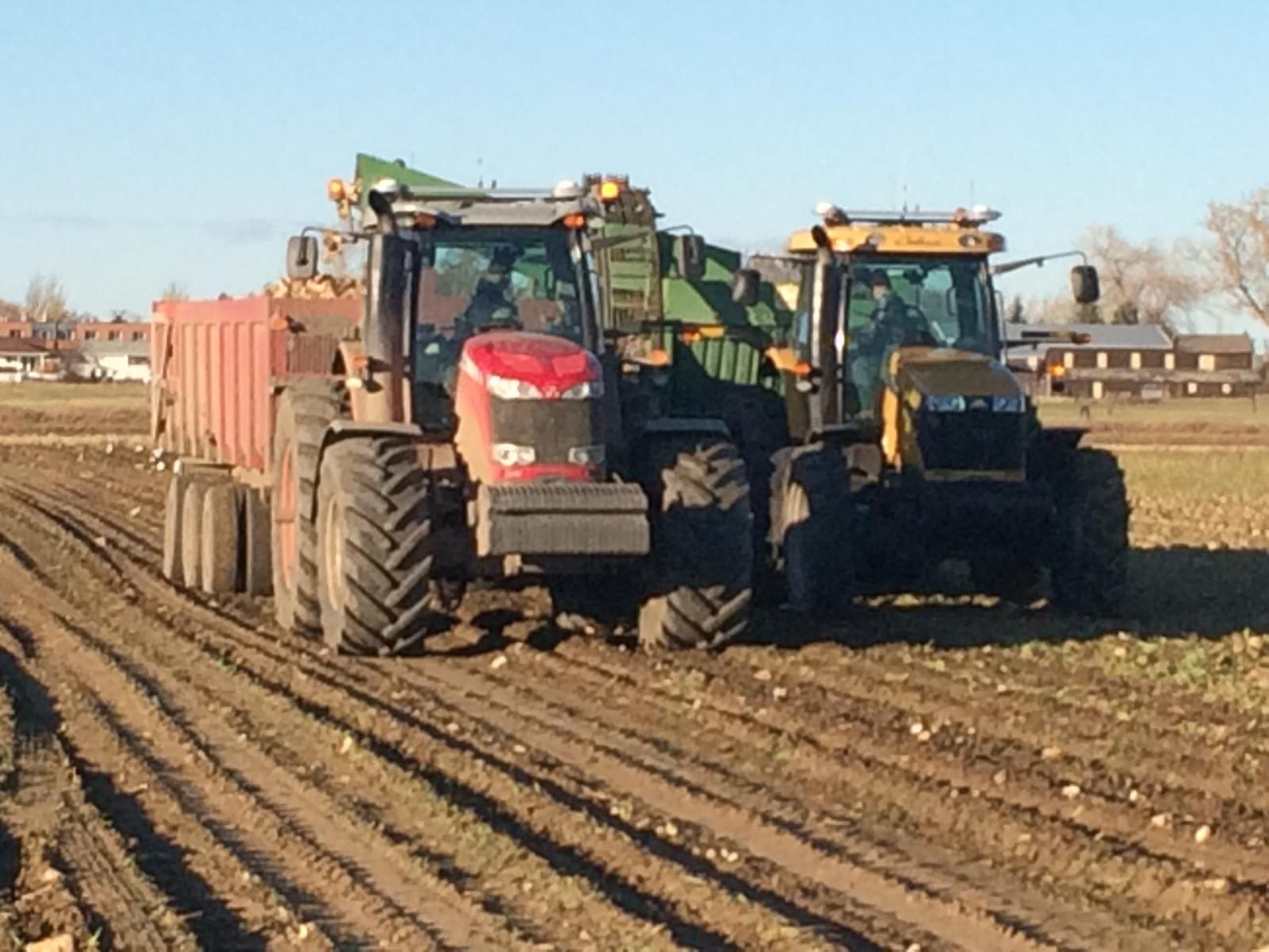 Tractors and trailers supporting work in a root-crop field.