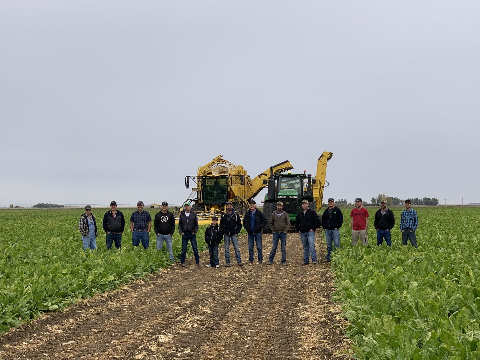 A group in a sugar beet field beside yellow harvesting equipment.