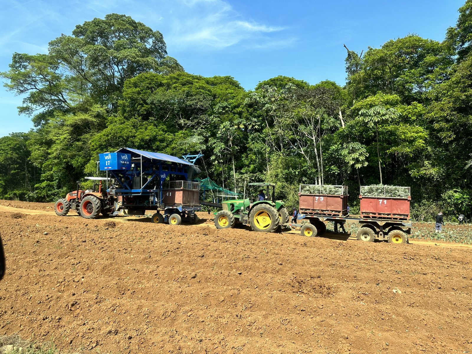Tractors and trailers supporting pineapple harvest.