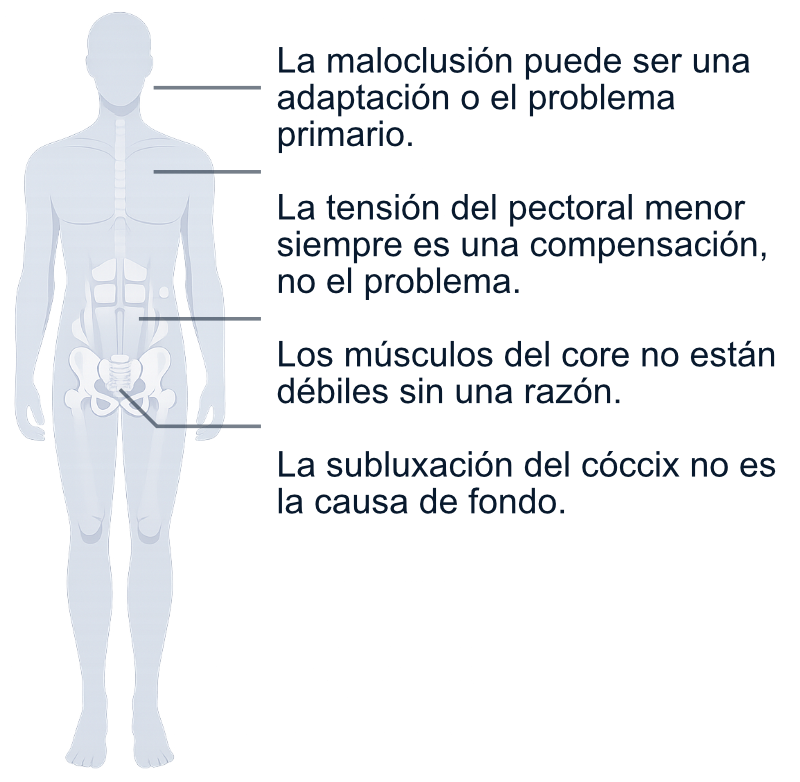 Explicación del sistema postural