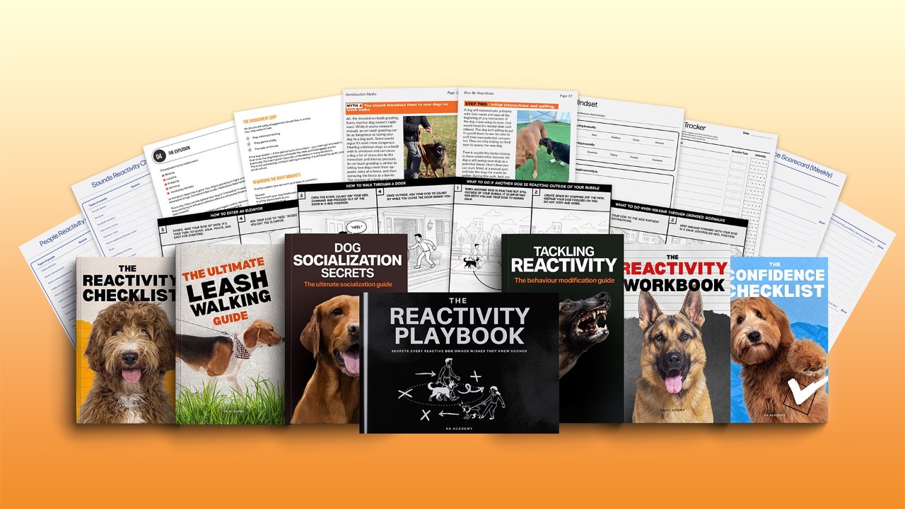 e83ec5-2ed-0167-62b0-4bb071a4668_reactivitybooks.jpg
