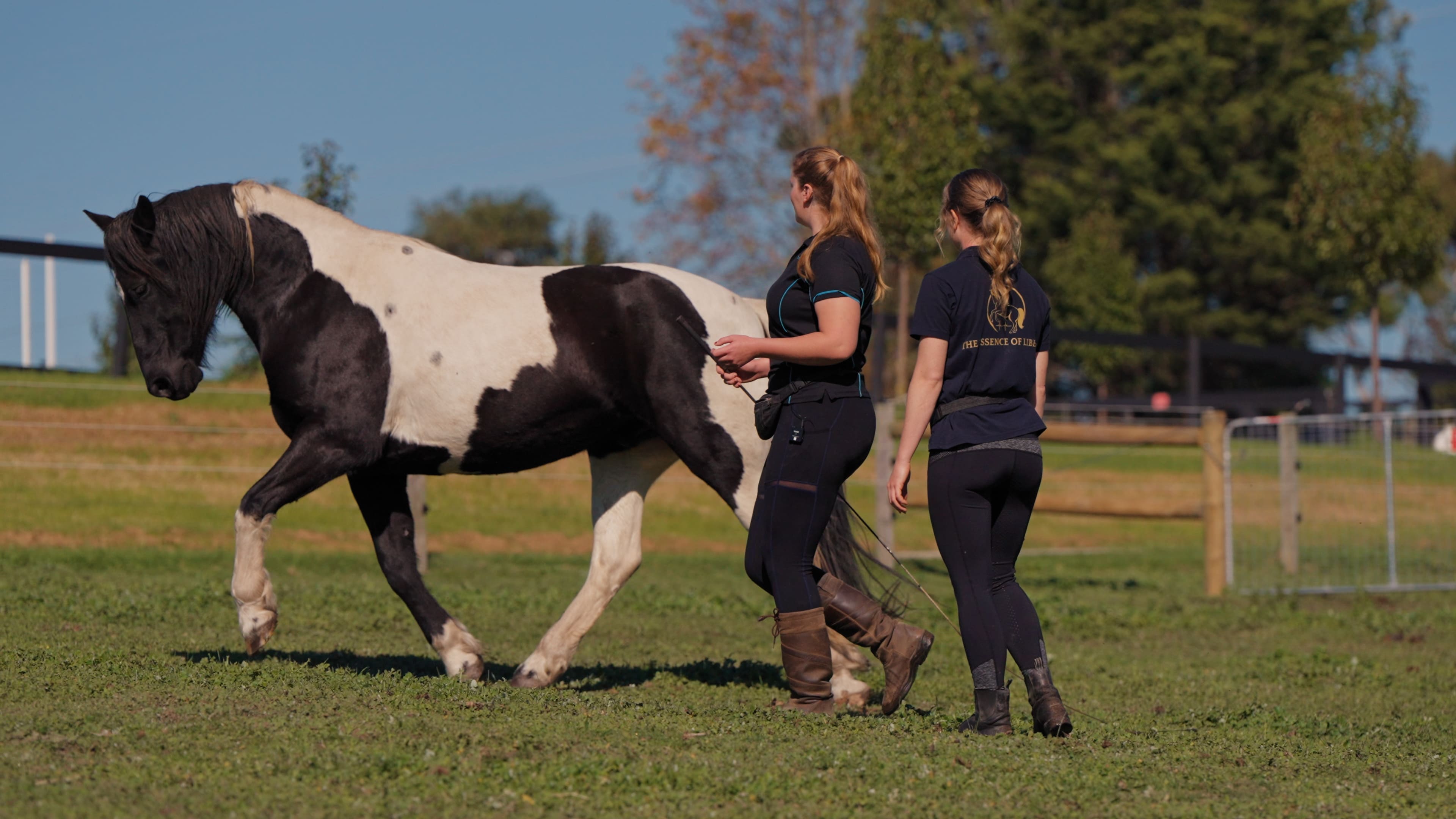 A piebald horse walking loose across a sunlit paddock beside two women in matching navy tops