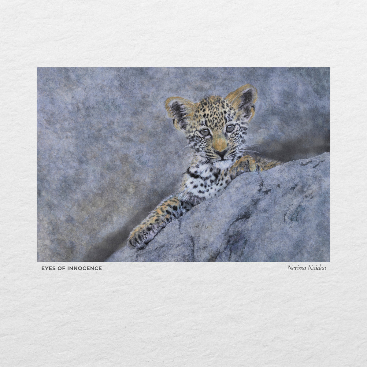 A leopard cub looking out from a rock