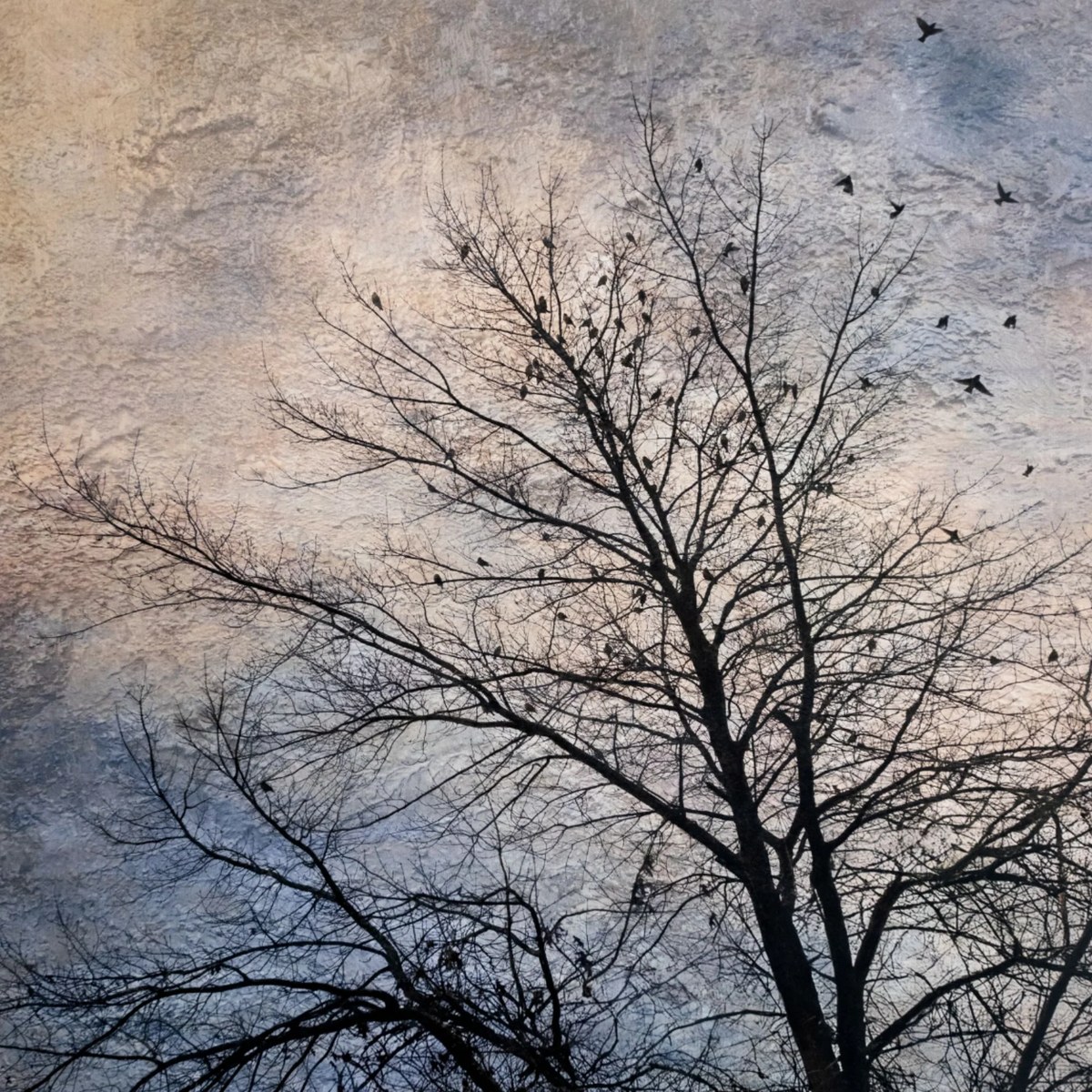 Bare tree against a pale sky, birds rising