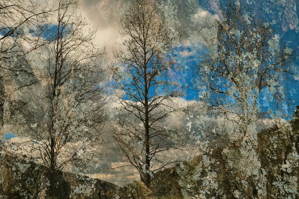 Bare winter trees against a broken blue and white sky