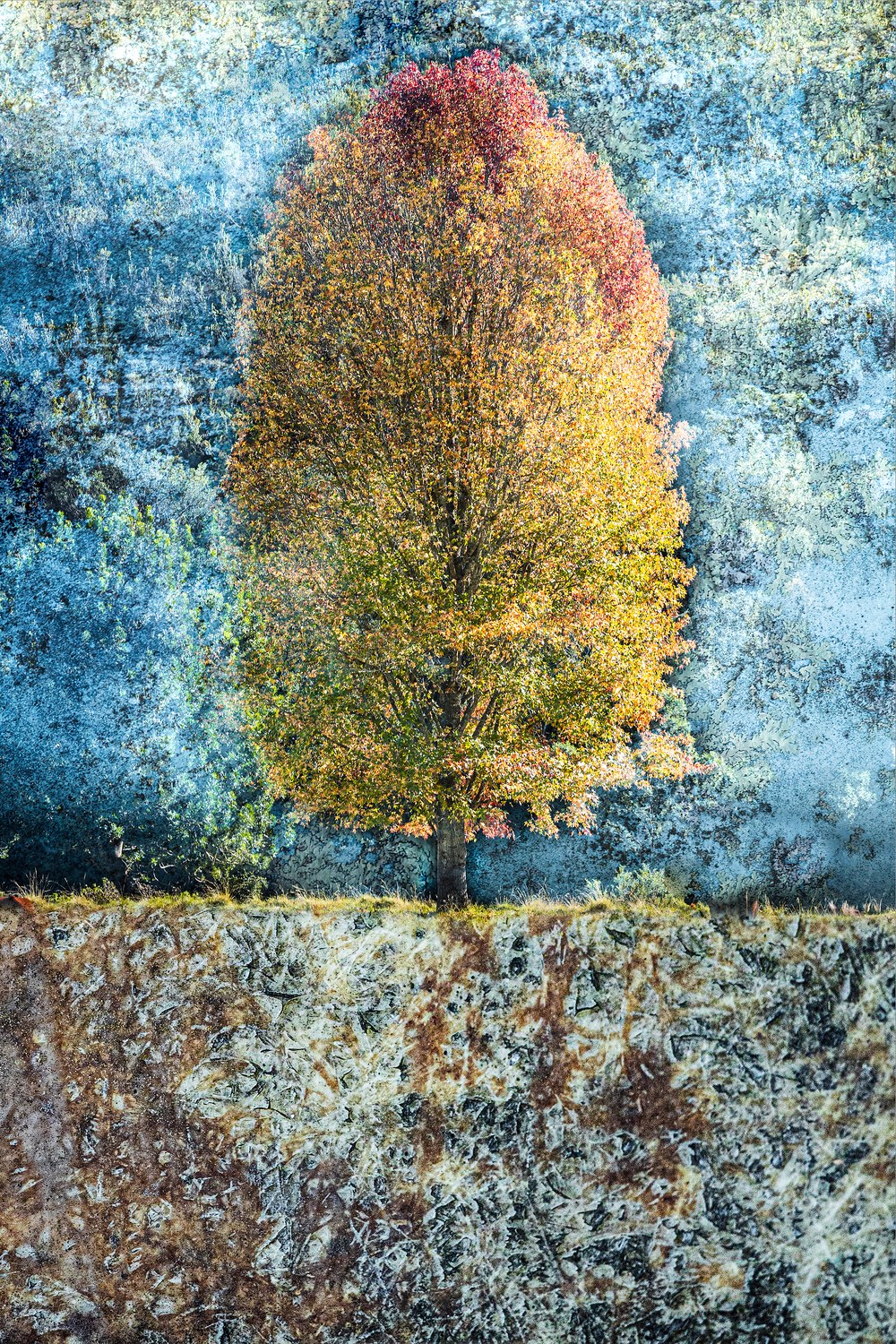 A golden autumn tree against a textured blue ground with a band of rust below