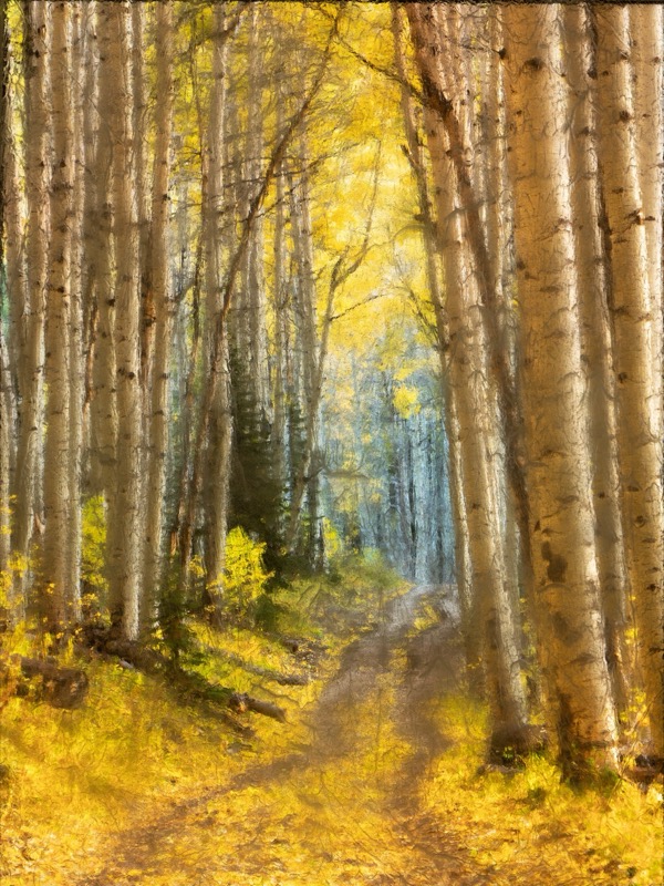 Art photography by Leslie Hoyt, autumn aspens made with the acrylic overlay technique