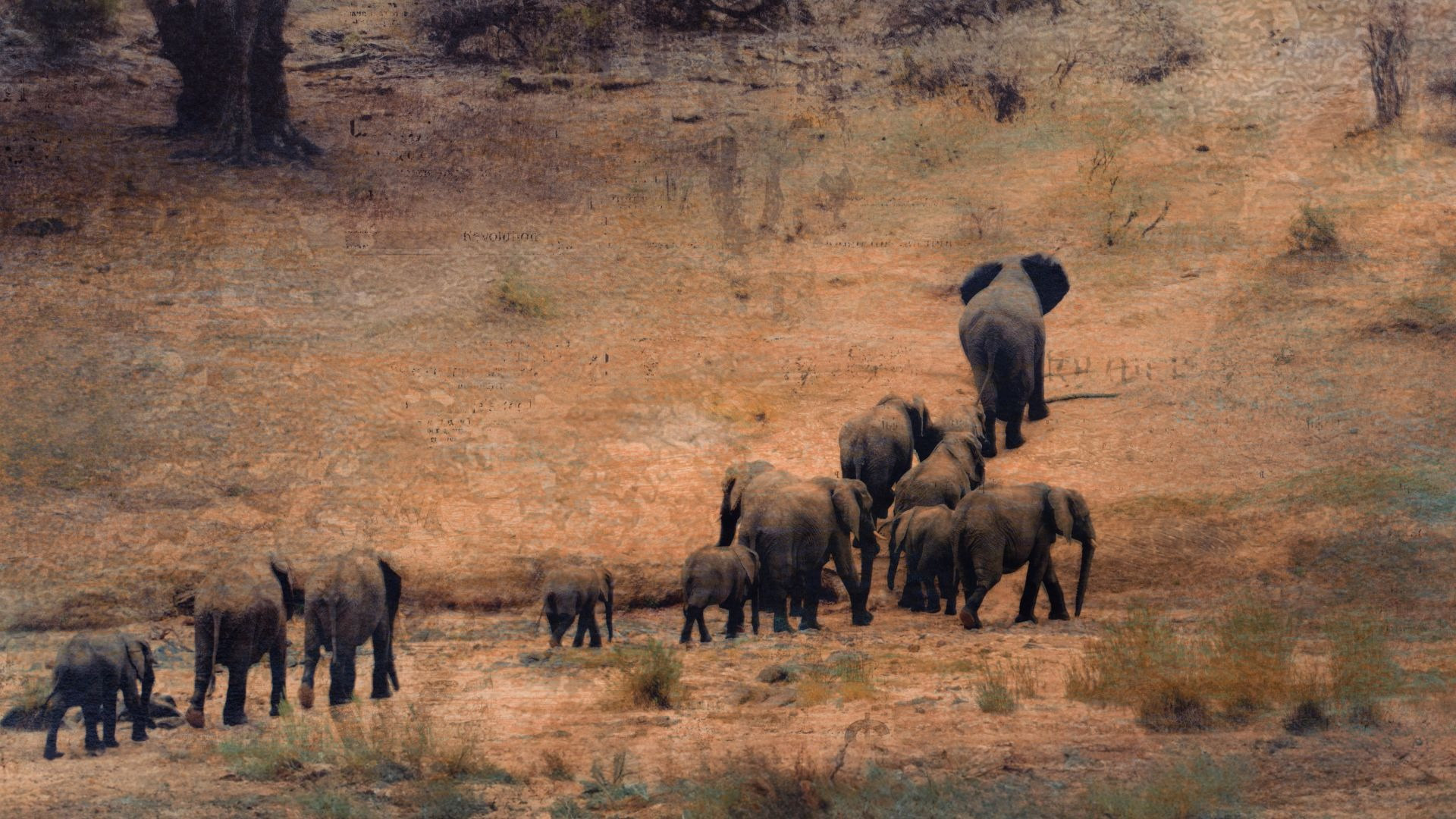 A herd of elephants walking up a dry riverbank near the guesthouse