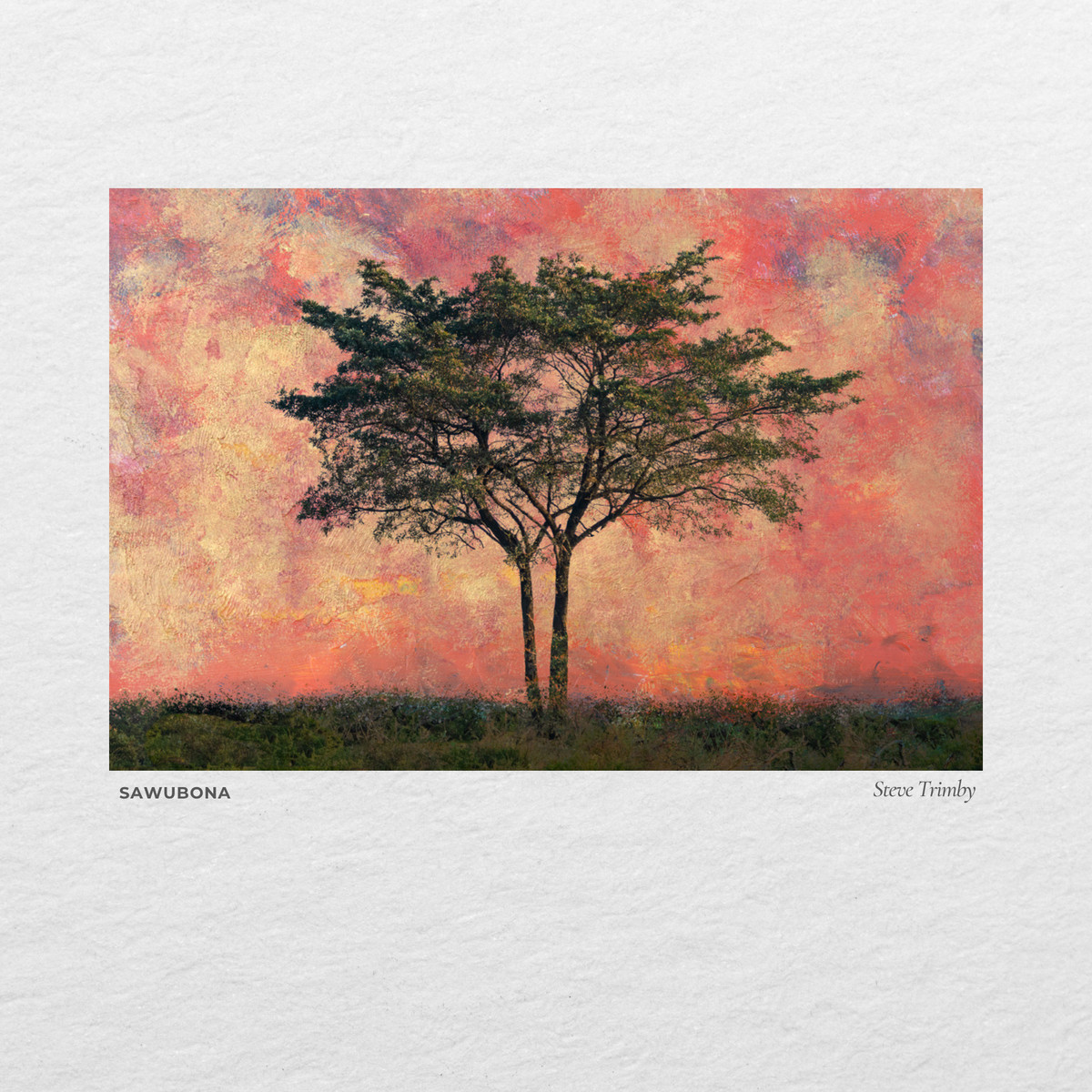 An acacia tree against a pink evening sky