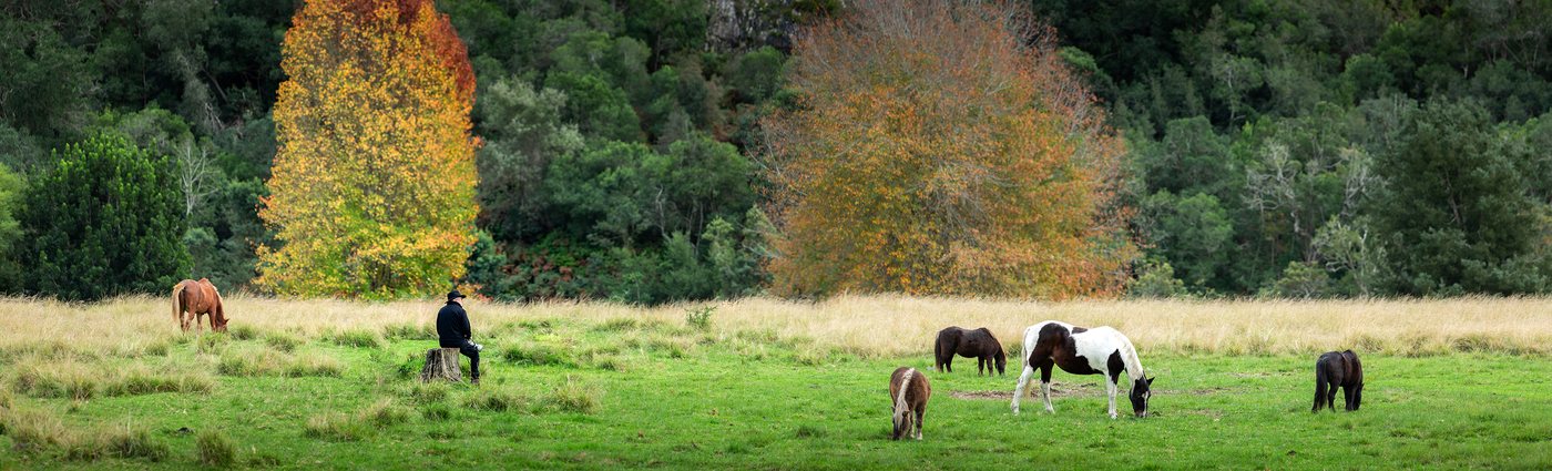 Steve Trimby sitting out in the field watching horses among autumn trees