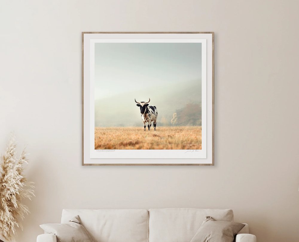 A framed Nguni in open grassland hung above a cream sofa