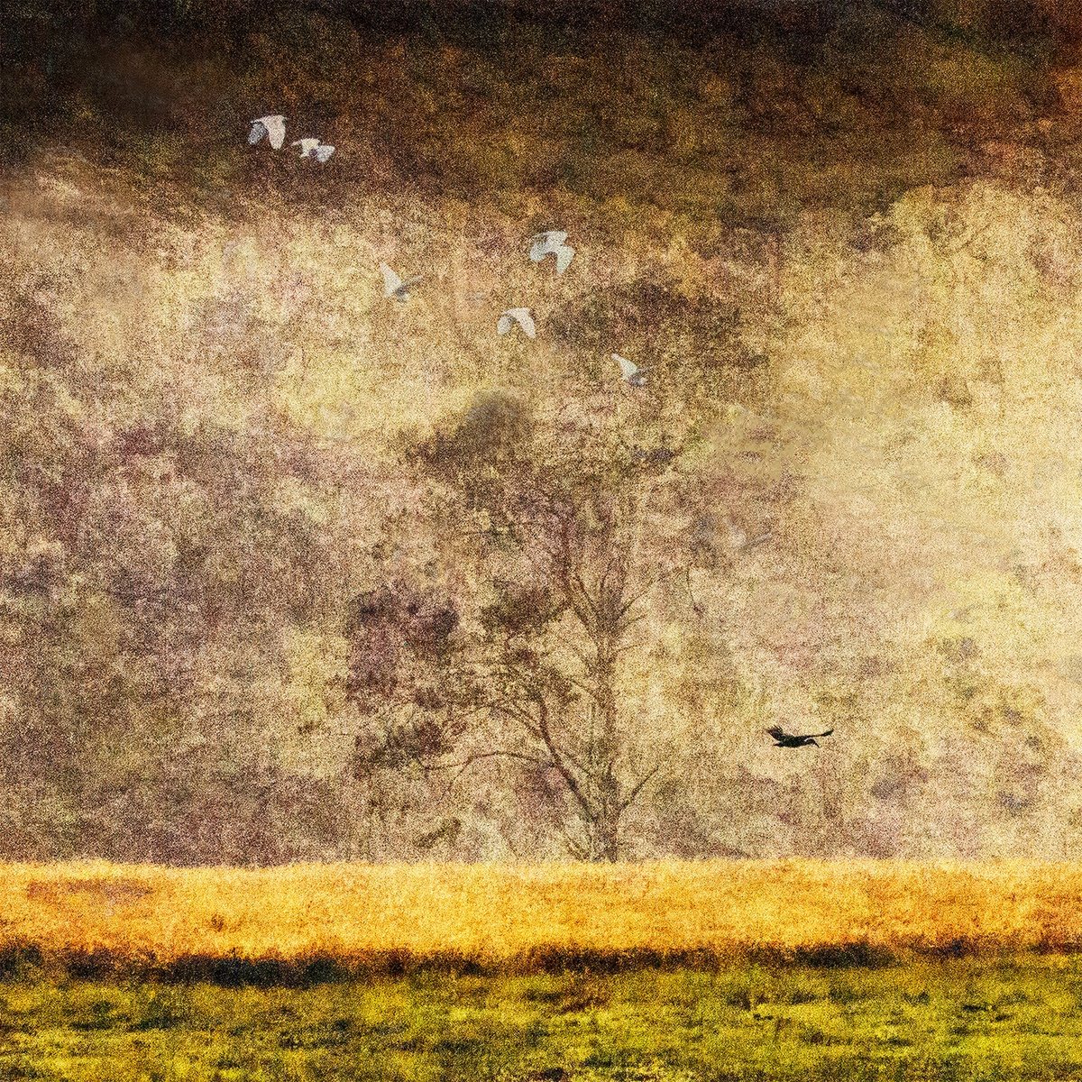 Morning Flight, a work by Engela Gobregts