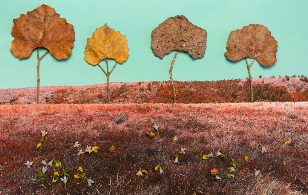 Four pressed leaves standing as trees on a red field under turquoise
