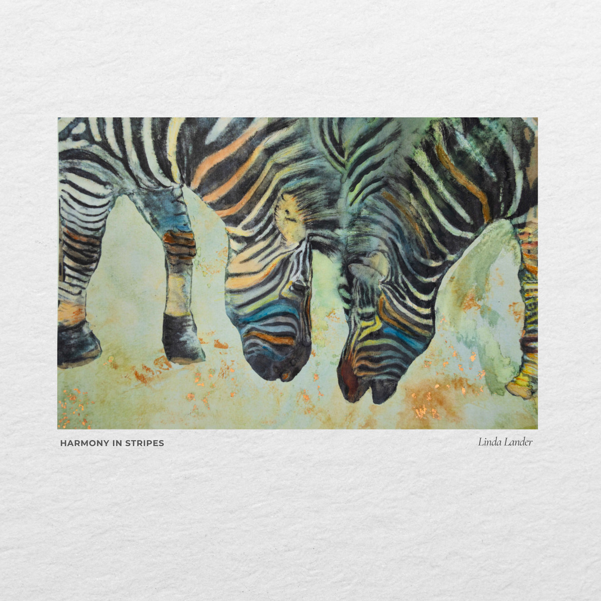 Three zebras drinking, worked in watercolour on textured paper