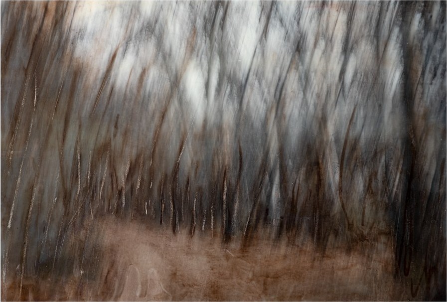 Blurred woodland made with intentional camera movement