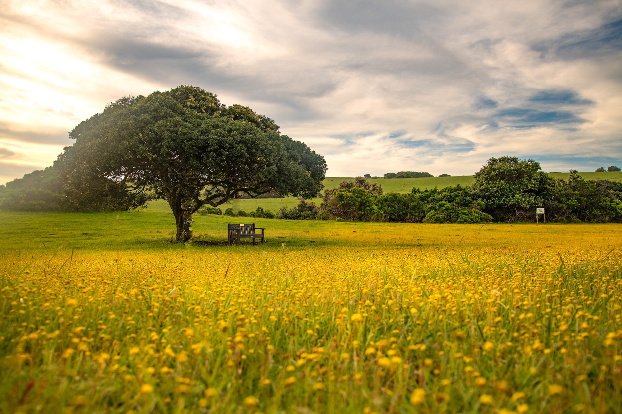 The photograph Gillian Mager began with, a lone tree in a field of yellow flowers