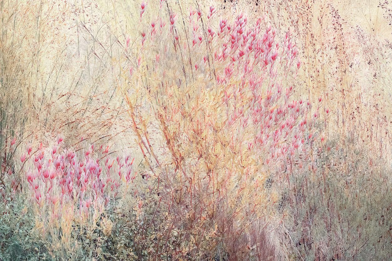 The wild has returned, a work by Ann Baret