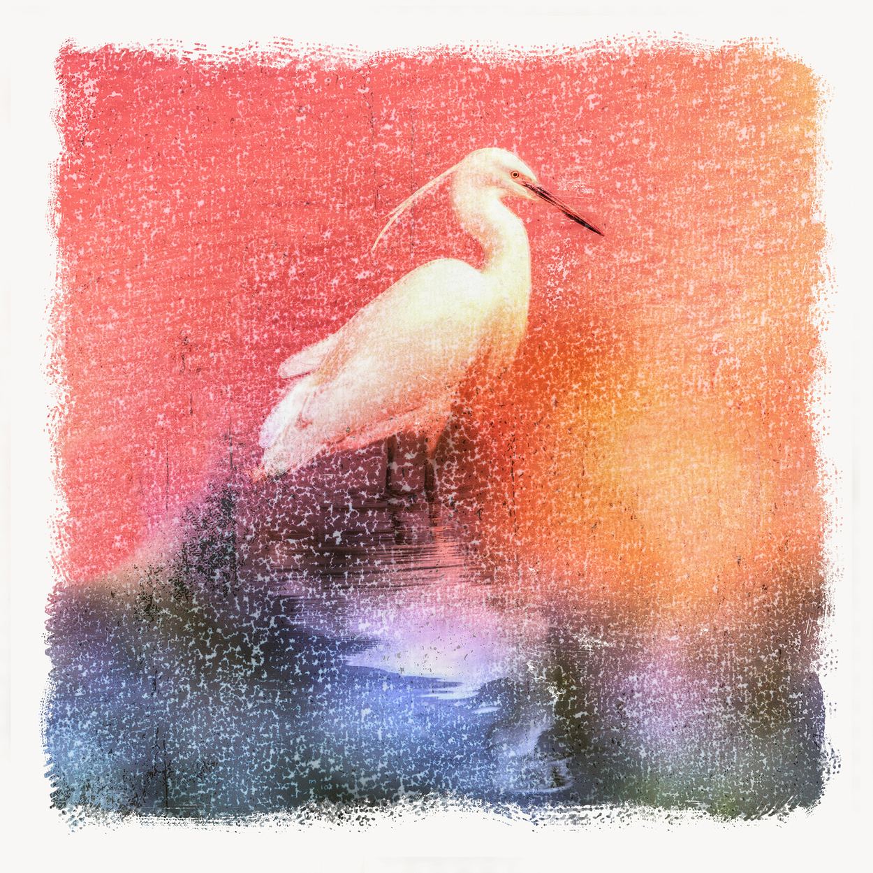 Egret in Coral Light, a work by Gill Davies