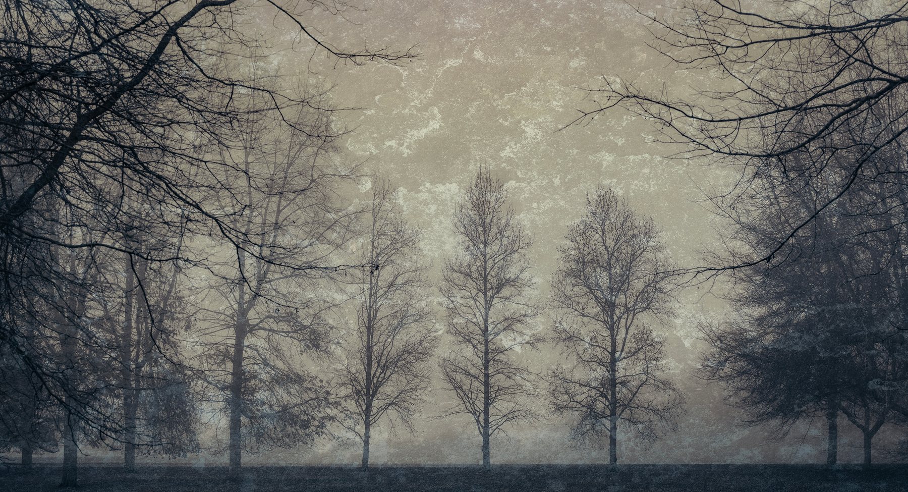 Bare winter trees standing in mist, worked as a soft textured artwork