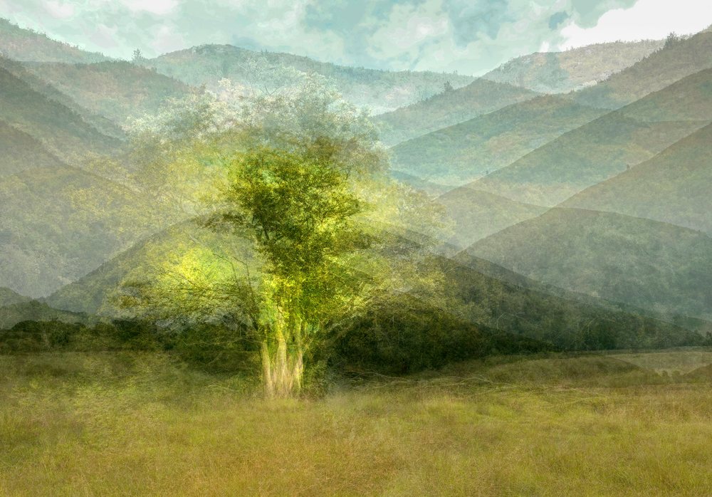 A single green tree glowing against layered blue mountains