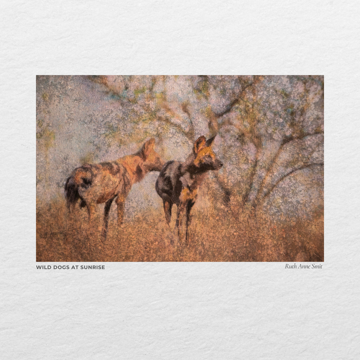 Two wild dogs in dry grass at sunrise, softly textured