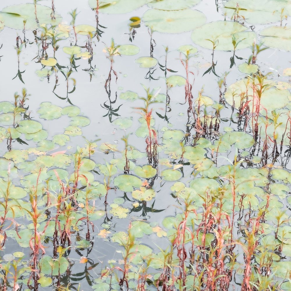 Reeds and grasses drawn in fine green line over pale ground