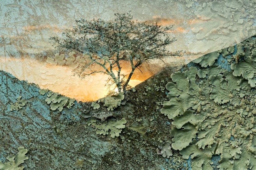 A tree on a green hillside worked in heavy impasto texture