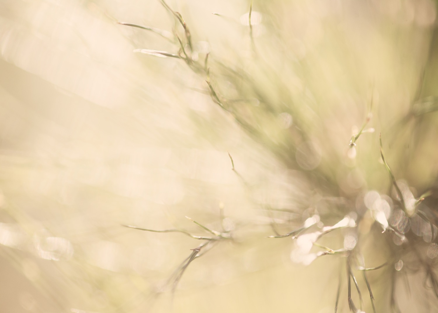 Soft warm abstract study of fynbos grasses and seed heads
