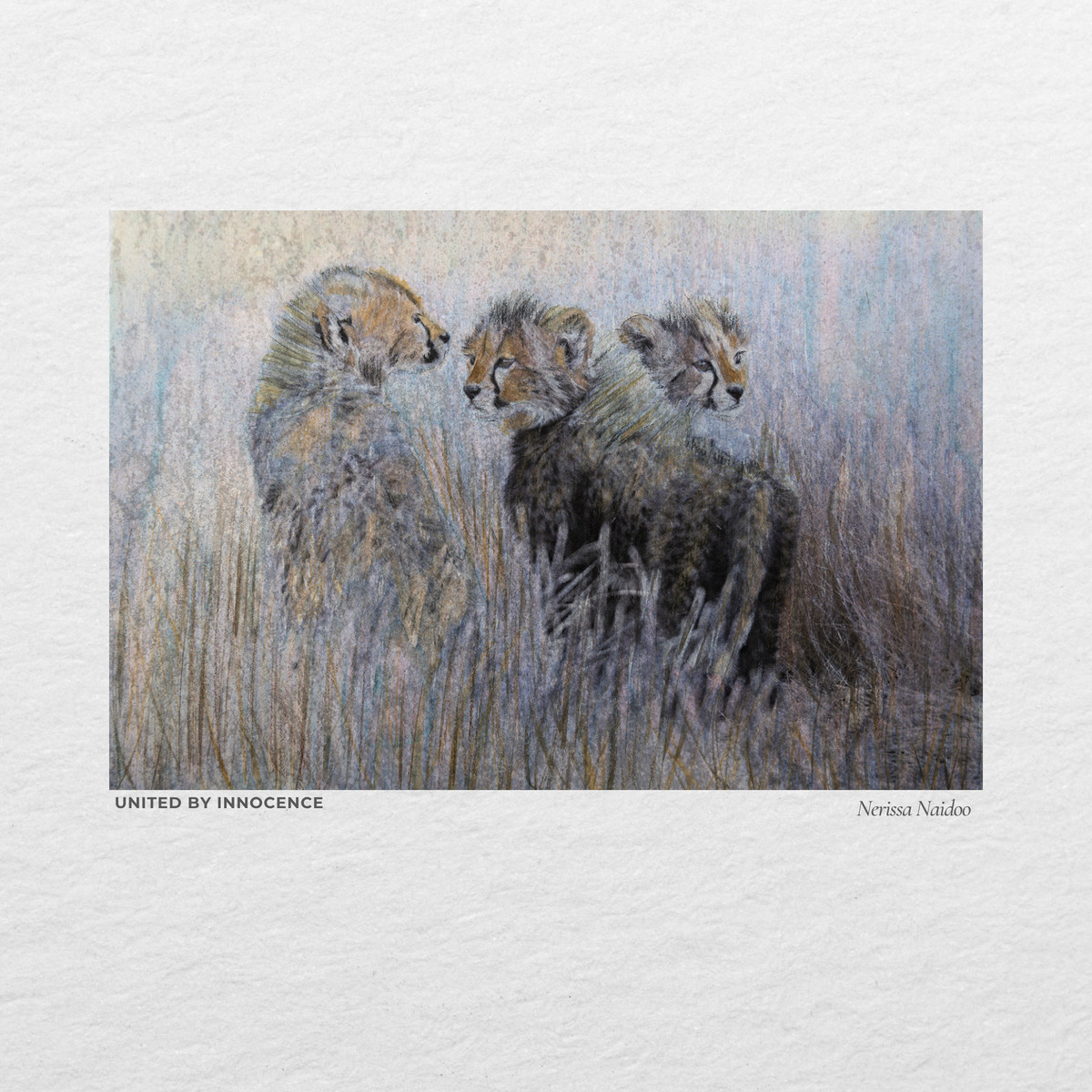 Three cheetahs in long grass, worked as a drawing