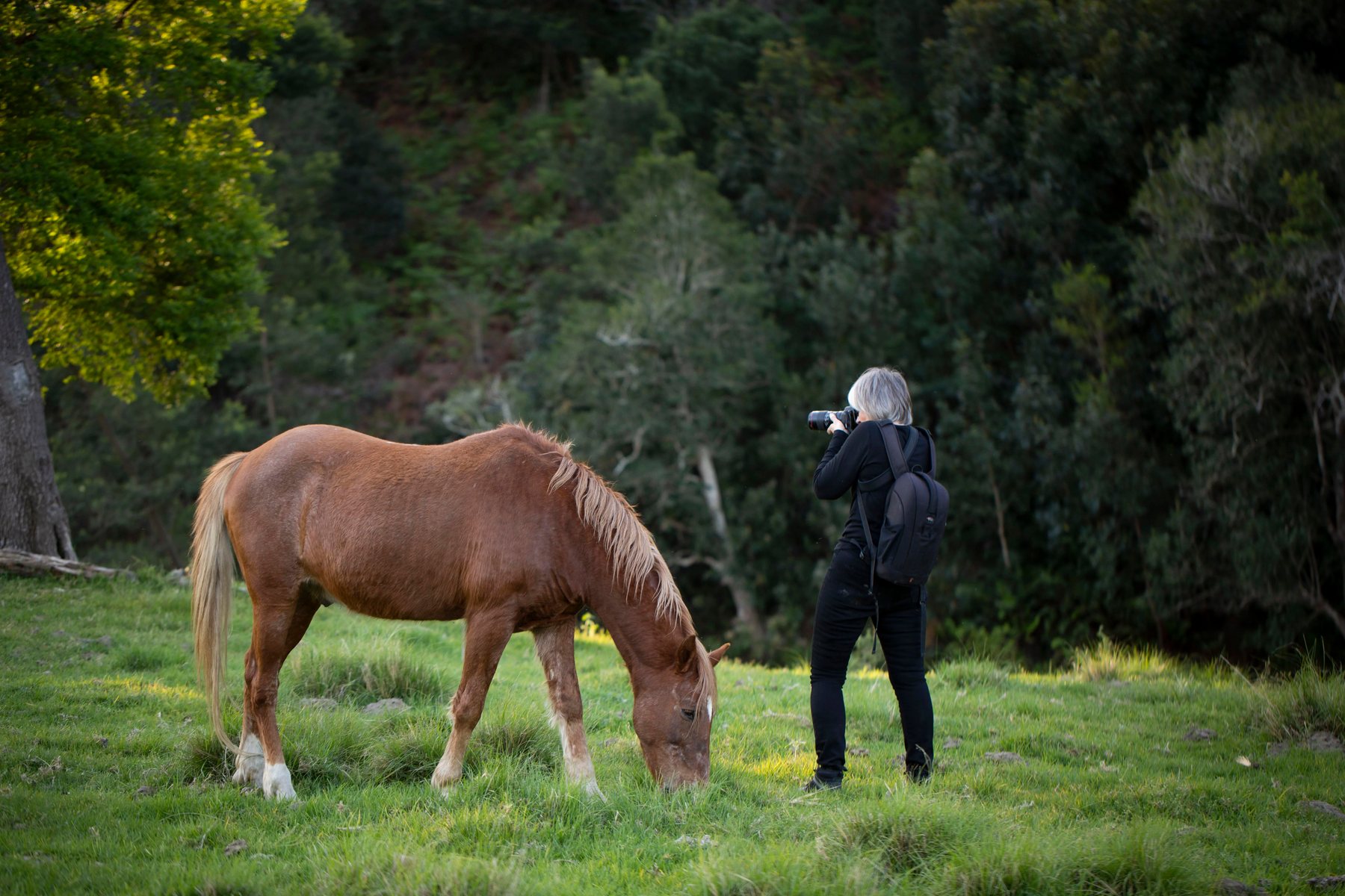 A photographer at work in the Overberg valley with a horse grazing beside her