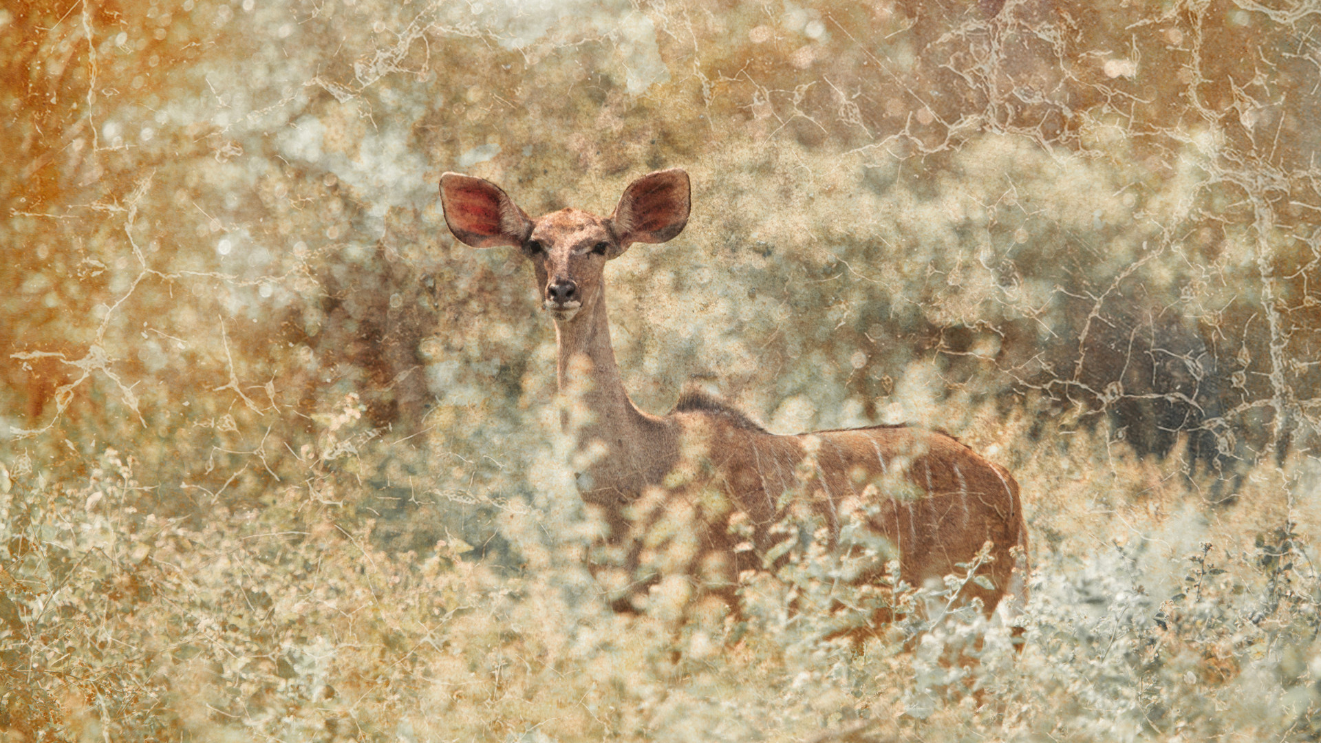 A kudu cow looking out from thick bushveld, worked as a soft textured artwork by Samantha Lee Osner