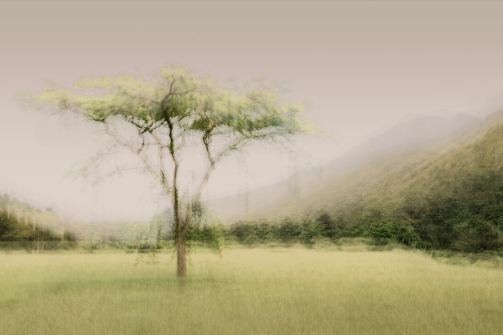 A lone tree in mist, worked pale and minimal