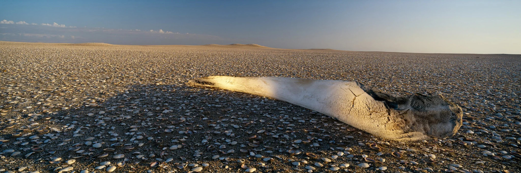A whale bone lying on a shell strewn plain on the Skeleton Coast, dunes on the horizon