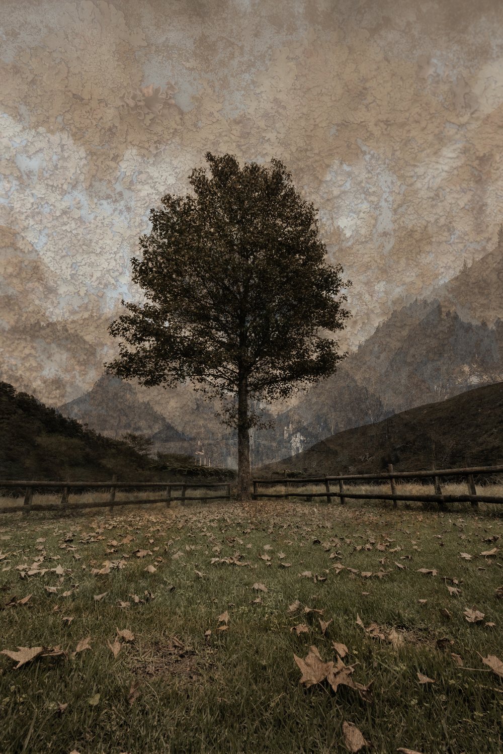 A single tree in an open field beneath soft grey mountains