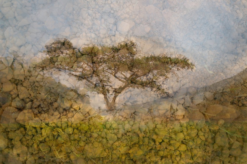 A tree growing from rock above a bare hillside