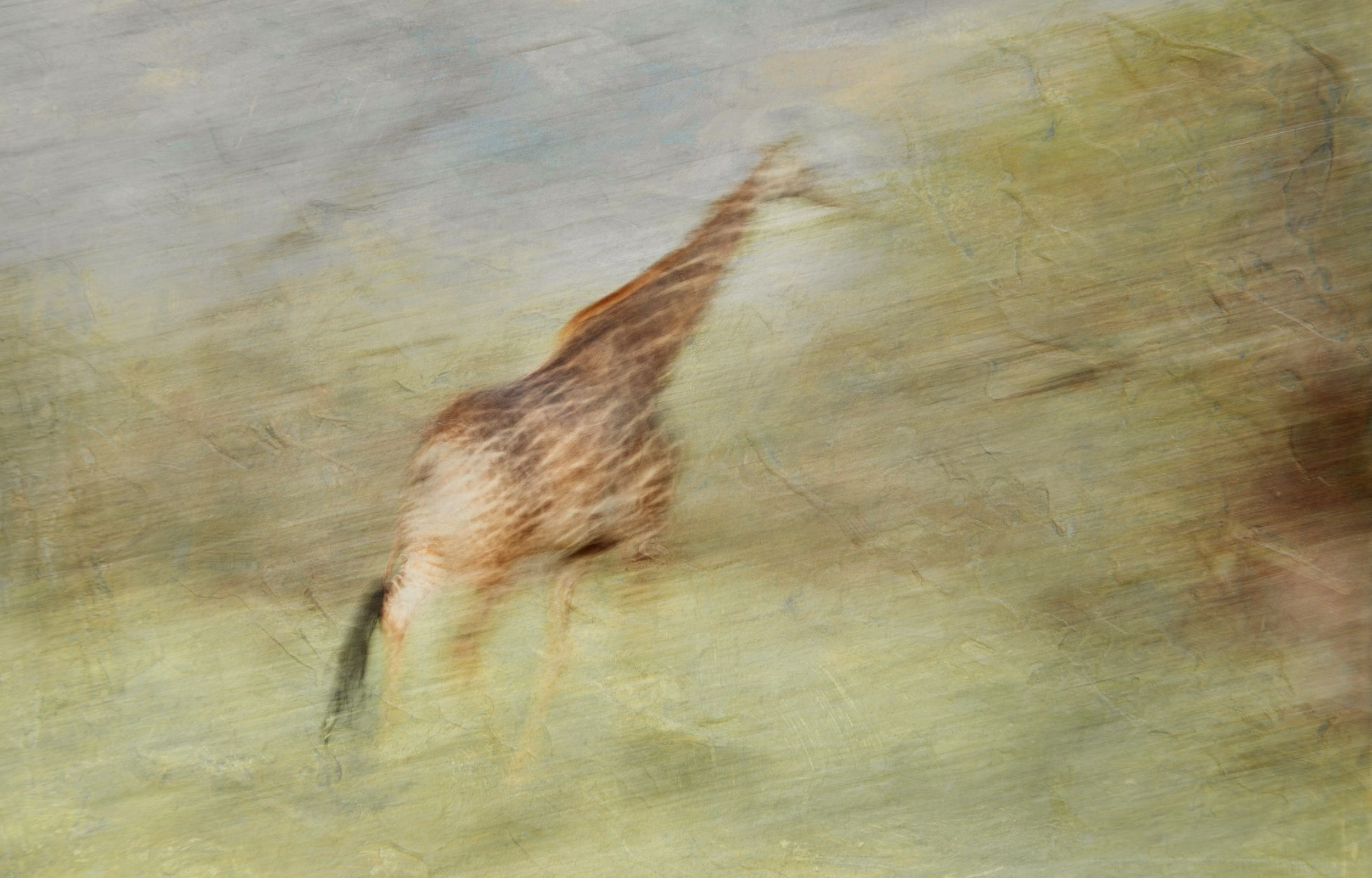 Expressions of the Wild, a giraffe running through the bushveld worked as a textured artwork