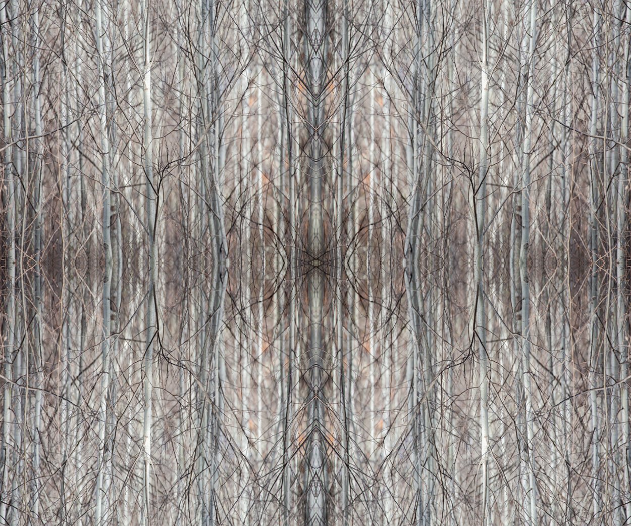 Forest Reflections, by Samantha Lee Osner