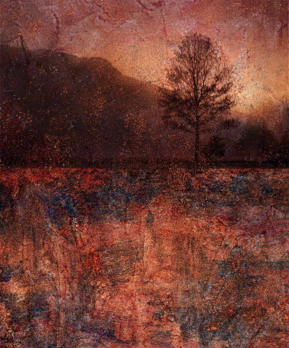 A dark treeline over a burnt orange field