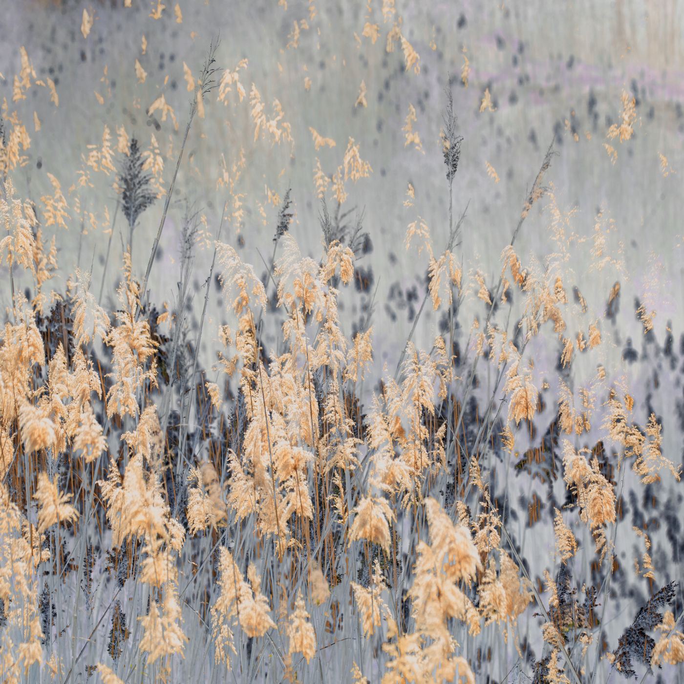 Pastures of Splendour No.2, by Samantha Lee Osner
