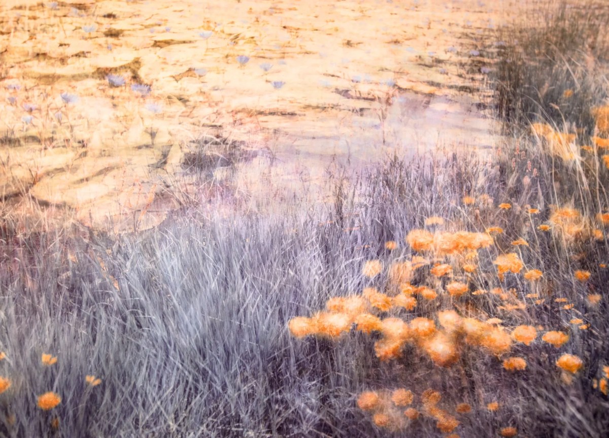 Orange wildflowers scattered through pale grass